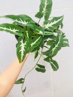 Trầu bà nhung