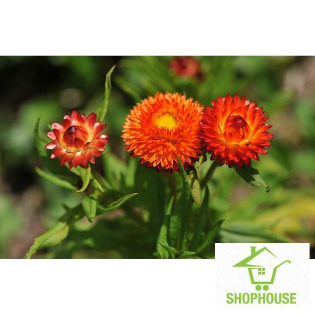 Shophouse Gói 100 Hạt giống hoa cúc bất tử  SHOP HOUSE  TẾT KHUYẾN MẠI
