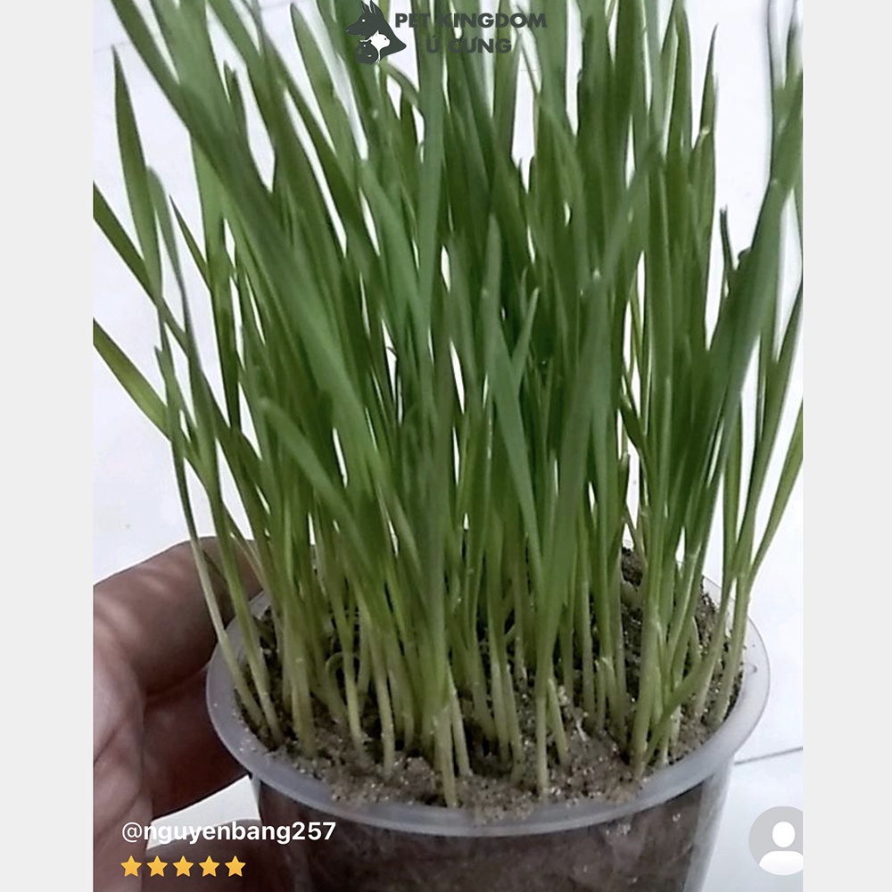 Hạt Giống Cỏ Mèo Hỗ Trợ Giảm Búi Lông