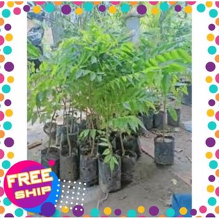 Sưa gỗ đỏ, sưa đỏ, cây sưa giống cao 40-50cm