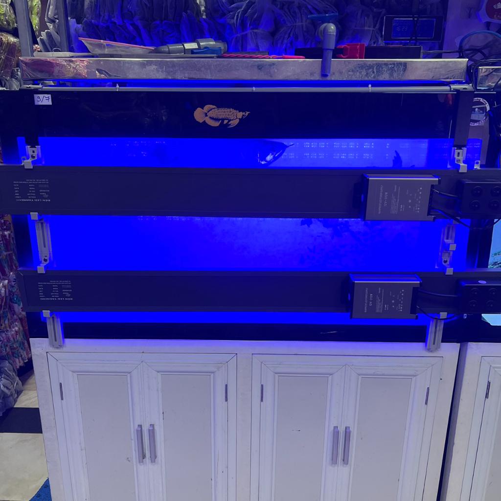 Đèn LED BLUE Chuyên Dụng TANNING Cho Cá Rồng Với 4 Dãy Led Kích Thước 1m, 1m2, 1m5