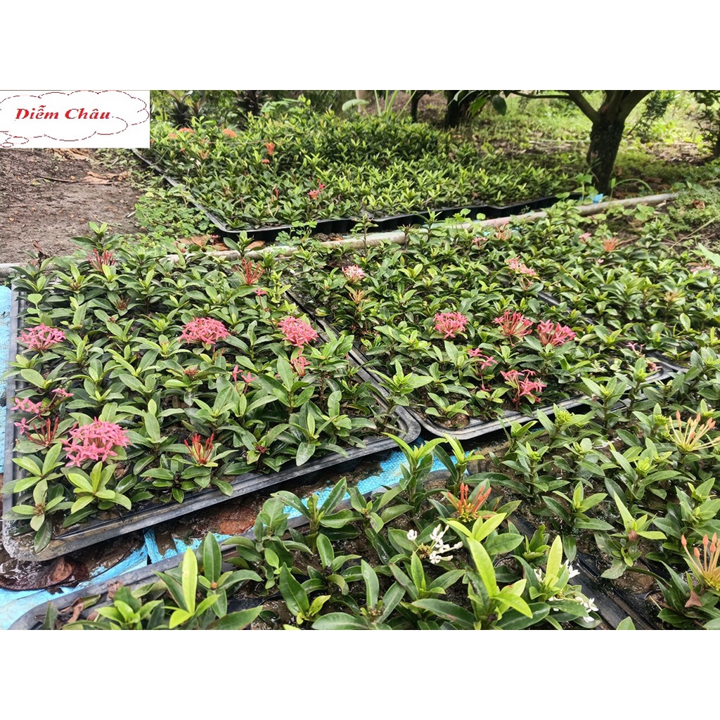 Trang con  lá nhỏ - rễ cực tốt