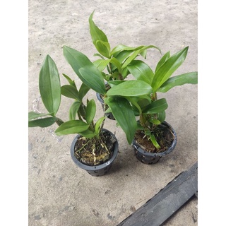 Kiều vàng Thái