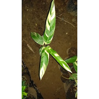 Cây hoa mỏ két lá cẩm thạch 0