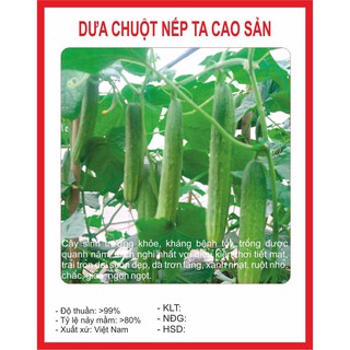 Hạt giống dưa chuột nếp ta 10 hạt