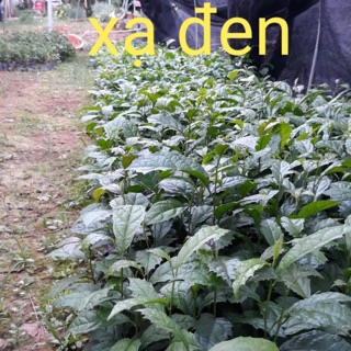 Cây xạ đen hoà bình mua 20 cây tặng 4 cây