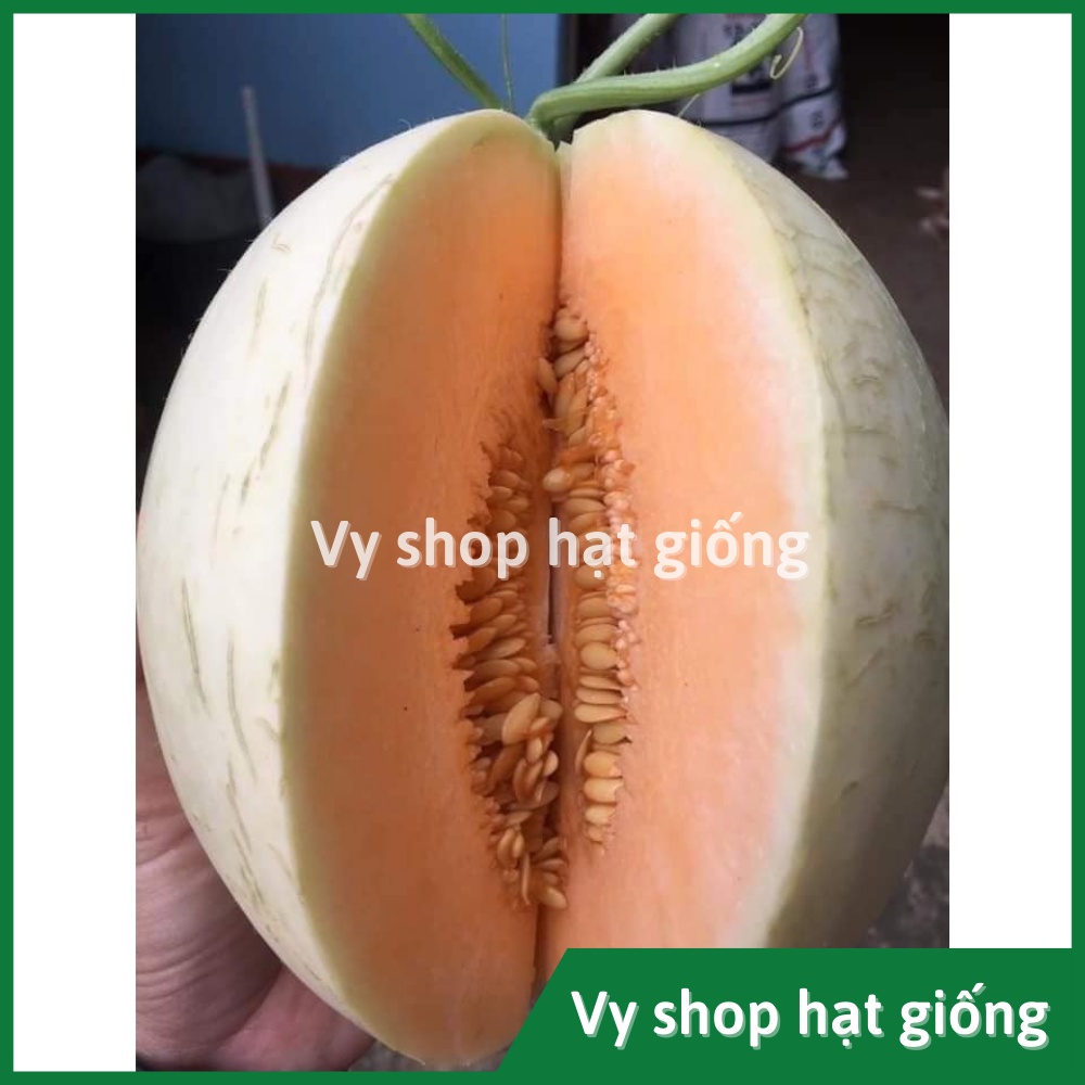 Hạt giống dưa lê vỏ rạn ruột cam siêu ngọt Thái Lan gói 15 hạt