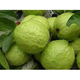 Ổi Thanh Hà Giòn, Ngọt giao siêu tốc Hà Nội