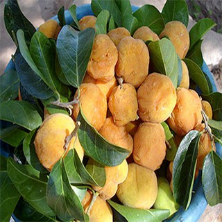 Cây chay giống Bắc Bộ siêu quả