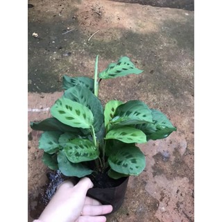 Chậu cứng Đuôi công đốm xanh