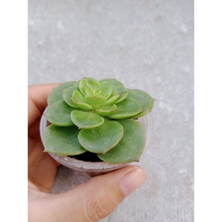 SEN ĐÁ XANH NGỌC SIZE VỈ