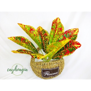 Cây Giả - Cây Lá Mít trang trí