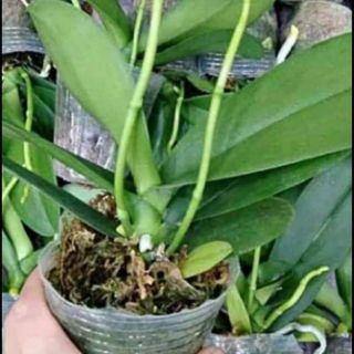 Lan Hồ Điệp Đại Đã Có Ngồng Hoa