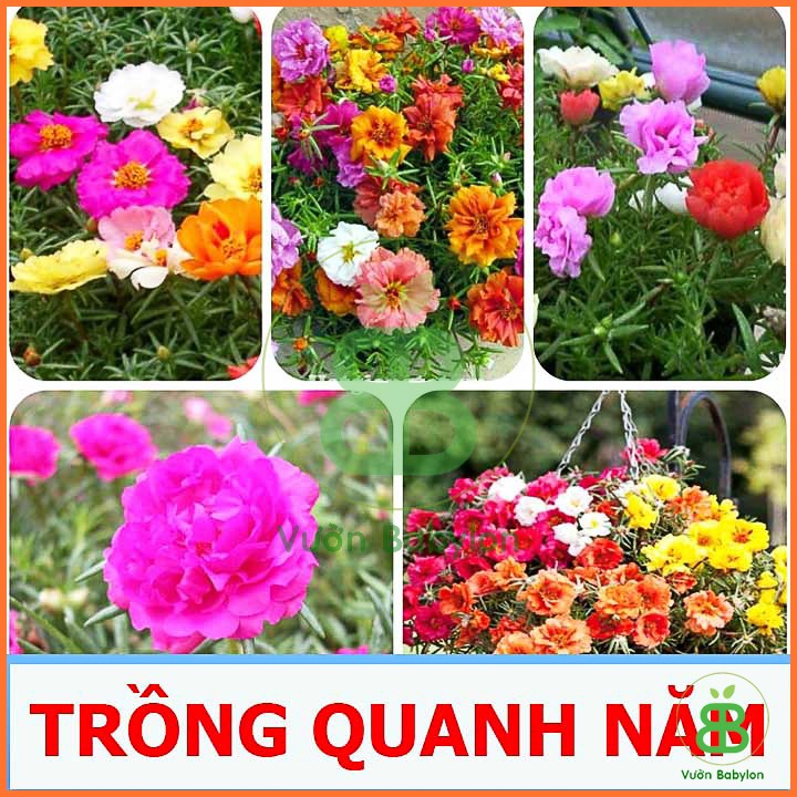 Hạt Giống Hoa Mười Giờ Nhiều Màu, Nảy Mầm Cao