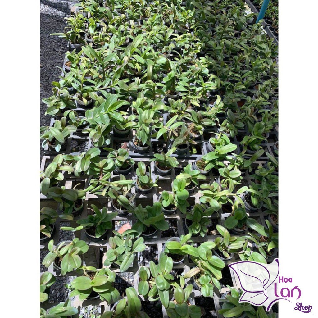 Lan Phi Điệp  🎁Mua 3 Tặng 1🎁  Lá Mít Thân Thủ