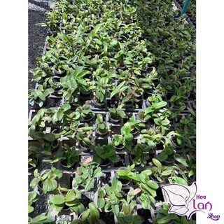Lan Phi Điệp  🎁Mua 3 Tặng 1🎁  Lá Mít Thân Thủ [ Cây Giống ]