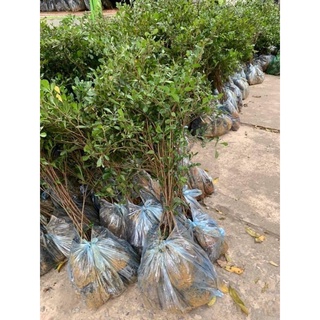 Cây Bàng Đài Loan ( Bàng Lá Nhỏ )