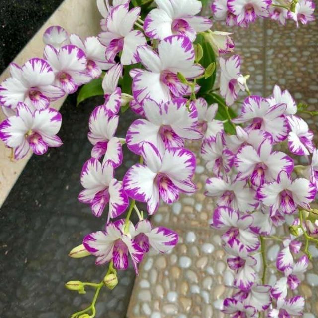 Hoa phong lan chớp enino