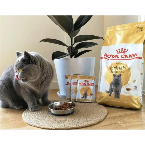 Pate Cho Mèo Anh Lông Ngắn Royal Canin British Shorthair 85g  protein và l-Carnitine hỗ trợ sức khỏe