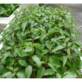 Hạt giống Rau đay đỏ -  Rau củ quả trồng tại vườn, sân thượng, nông trang, ban công