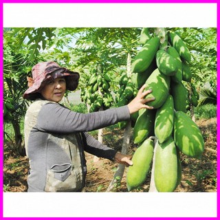 [ Hạt giống Cây ăn trái] Hạt giống đu đủ lùn Đài Loan F1 Ruột Vàng - Mina Shop