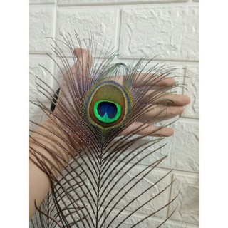 [LÔNG MẮT TO] Lông công tự nhiên dài 75-85cm. Sản phẩm phong thủy