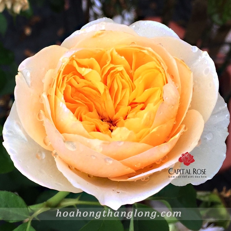 Hoa hồng Juliet Rose - hồng bụi, hoa thơm