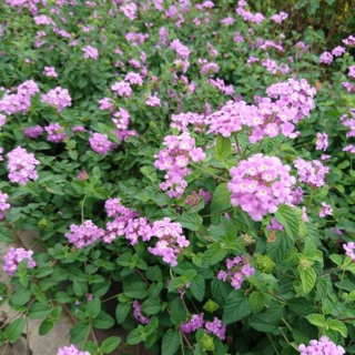 Hoa trâm ổi siêu hoa- Trang trí sân vườn- Decor-Phong thuỷ-Cây hoa kiểng Đồng Tháp