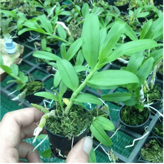 lan trầm 5 cánh trắng
