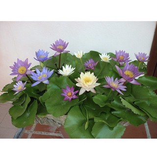Hạt giống hoa súng Thái mini mix