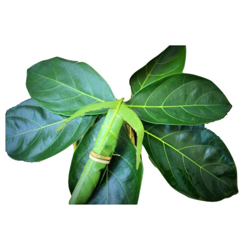Lá mít tươi (300g)
