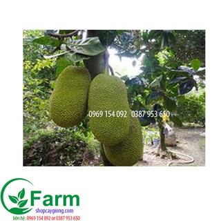 cây mít ruột đỏ