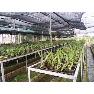 Lưới Lan Che Nắng 70 %