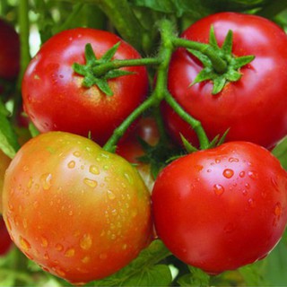 Hạt Giống Cà Chua 25 Hạt