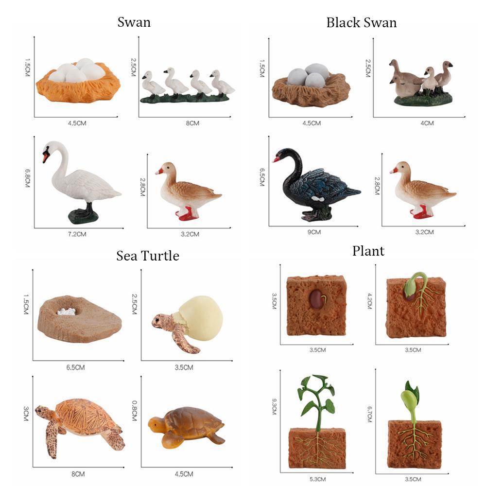 Chookey Tượng Mô Hình Động Vật Vòng Đời Của Động Vật Dạy Học Trẻ Mẫu Giáo Bướm Gà Chuồn Chuồn