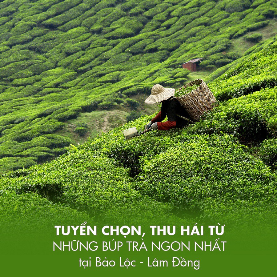 [GÓI DÙNG THỬ 10G] Trà Oolong Dotea - Vị nhẹ nhàng hương thơm như cây cỏ mùa xuân