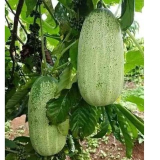 Hạt giống dưa chuột mèo Thái Lan 50 hạt (TẶNG gói kích thích hạt nảy mầm)