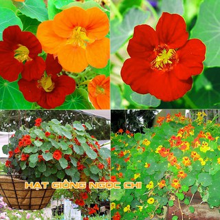 Hạt Giống Hoa Sen Cạn - 15 Hạt