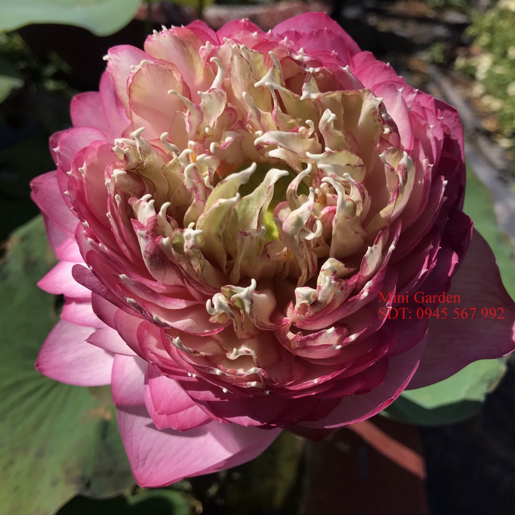 Giống Hoa Sen Tầm Trung JuWaBa