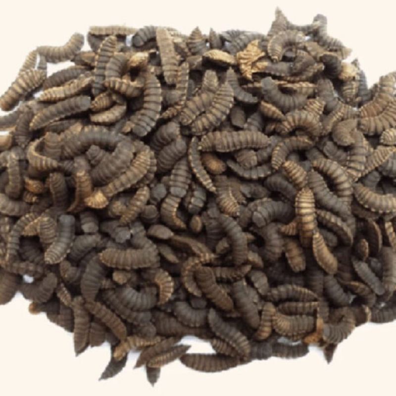 KÉN RUỒI LÍNH ĐEN (SÂU CANXI) 200GR