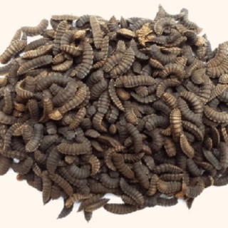 KÉN RUỒI LÍNH ĐEN (SÂU CANXI) 200GR