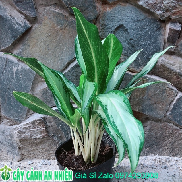Cây Giữ Tiền Lá Lớn