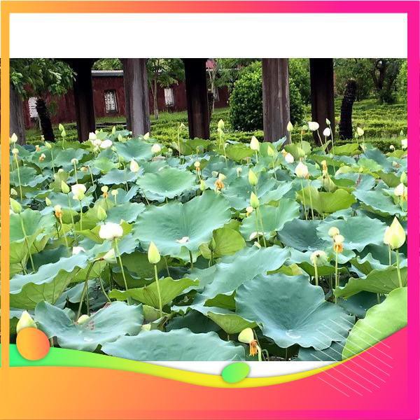 Hạt Giống Hoa Sen Trắng -  VIETGAR