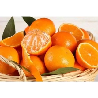 Cây giống quýt mỹ (cây ghép siêu sớm)