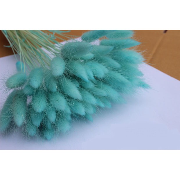 set 5 cành hoa Đuôi Thỏ khô ( bunny tails) siêu xinh (nhiều màu)