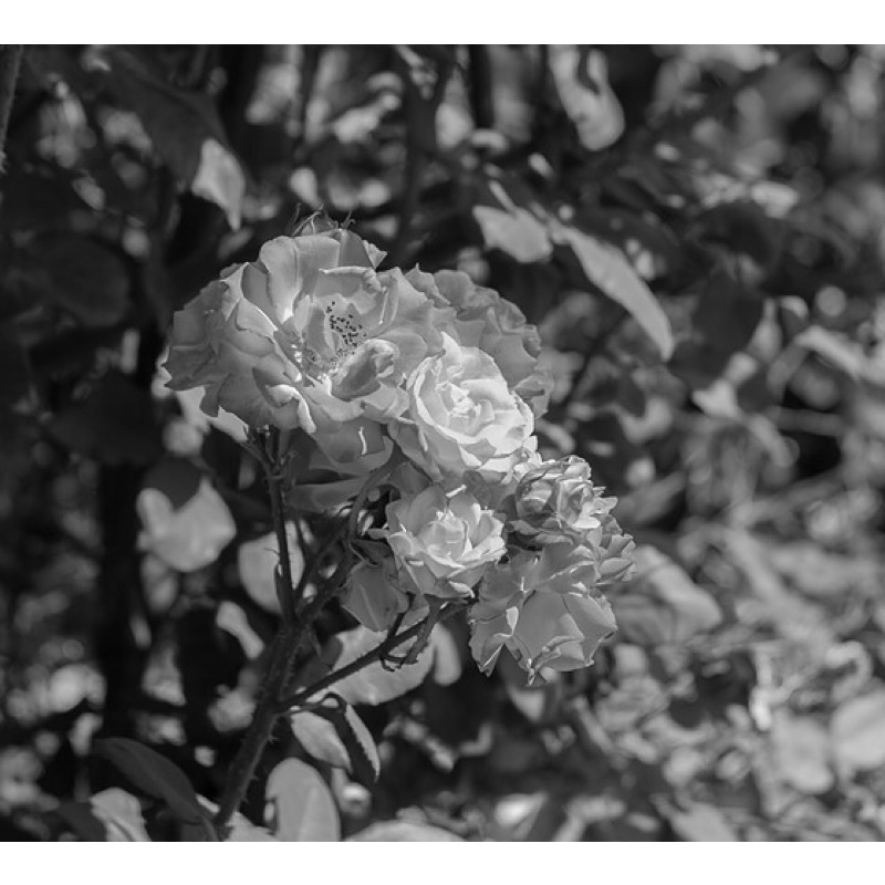 Ống kính MF industar 61LD 55/2.8