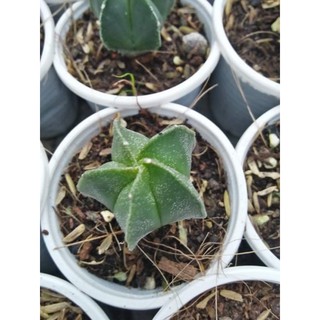 XƯƠNG RỒNG ASTRO 2 - 3CM