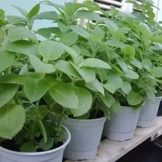 Hạt giống Húng Chanh_rau thơm lùn