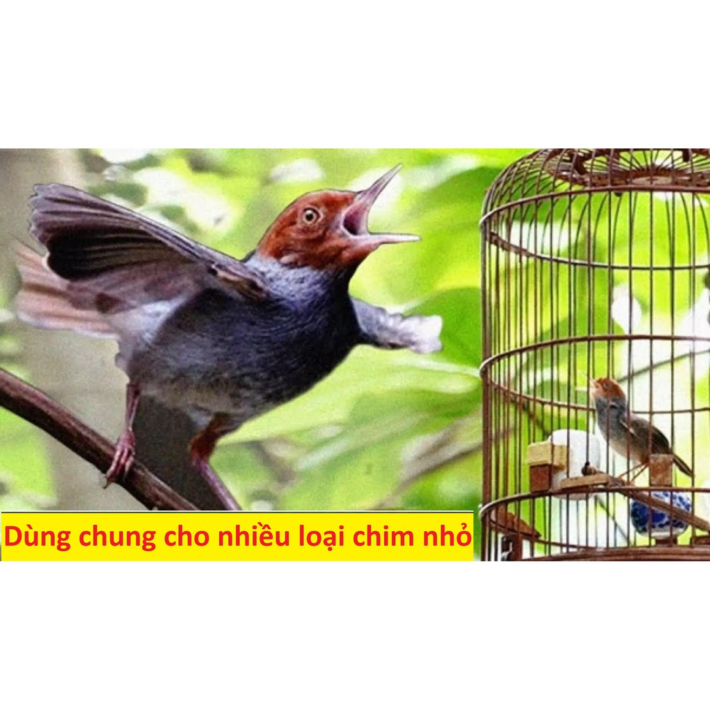 Dây xích chân chim Hút Mật, Vành khuyên, Sâu đầu đỏ, và nhiều loại chim nhỏ khác