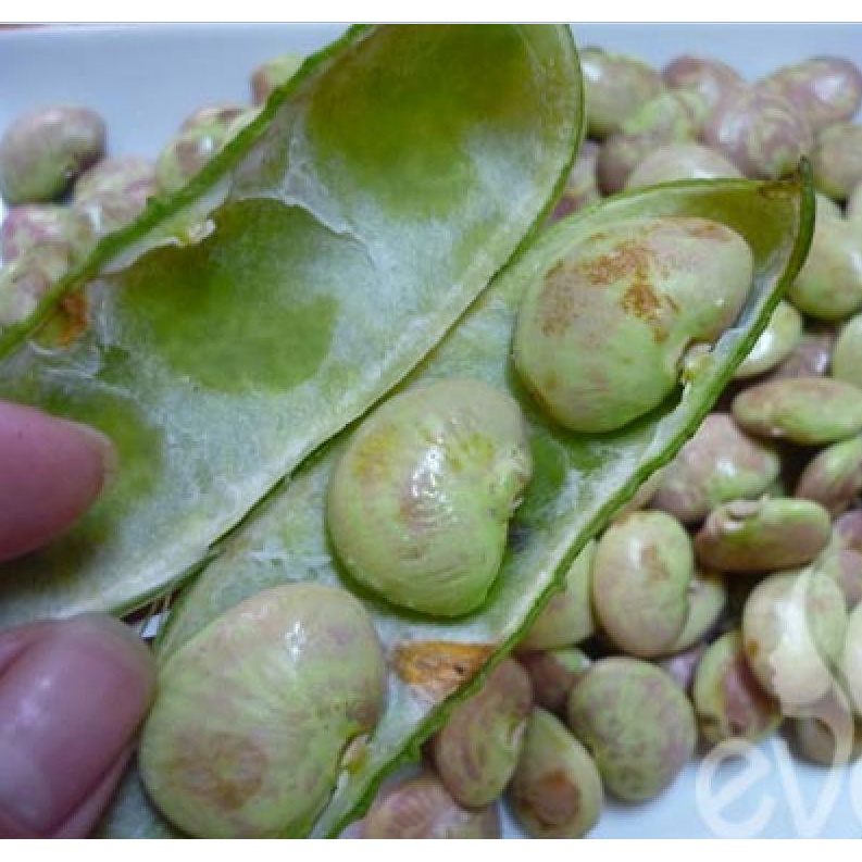 Hạt giống đậu ngự F1 KNS383 - Gói 5 hạt